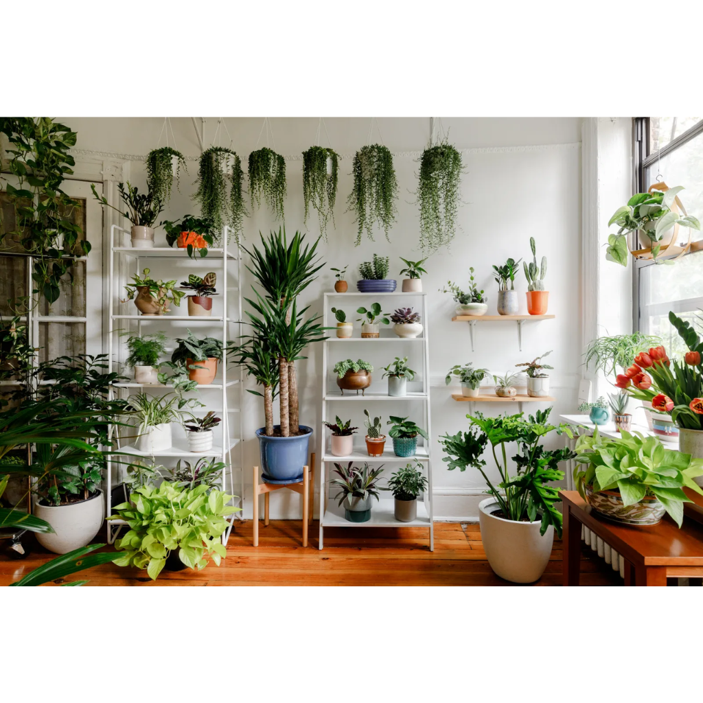 Indoor plants